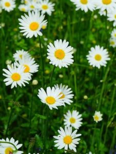 Best 21 Herbal Remedies For Joint Pain