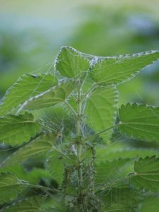 Best 21 Herbal Remedies For Joint Pain