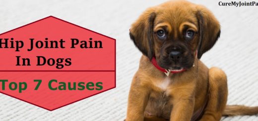 Top 7 Causes Of Hip Joint Pain In Dogs