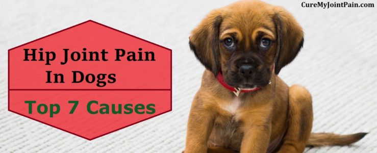 Top 7 Causes Of Hip Joint Pain In Dogs