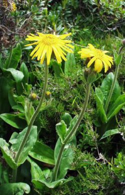 Does Arnica Work For Pain? (The Good VS The Bad)