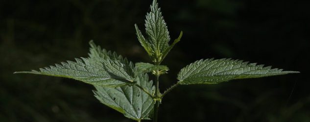 Top 3 Benefits Of Nettle For Rheumatoid Arthritis